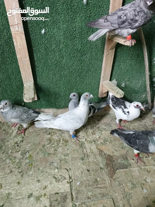 طيور حمام بسعر حرق 2