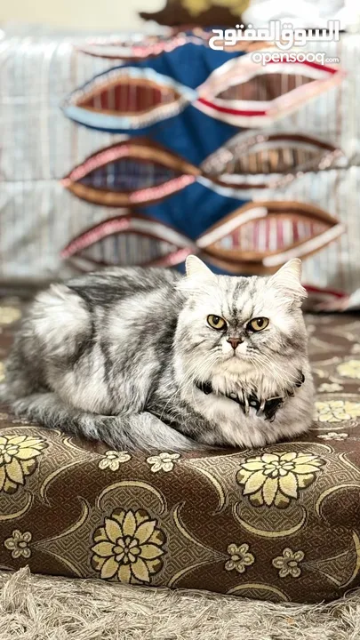 قطة شانشيلا صغارها عدد 3