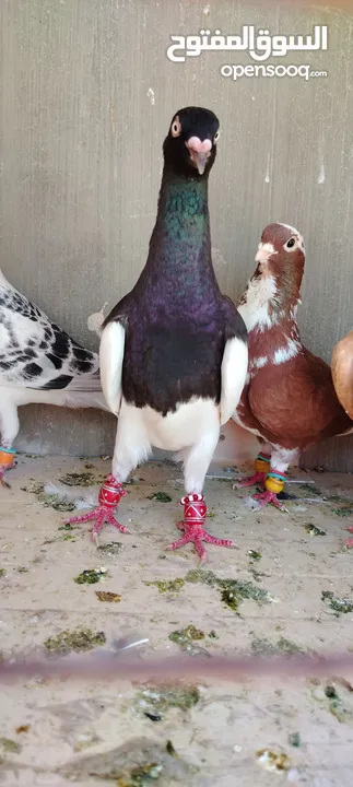 خمس فحول ضرب