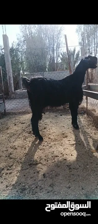 جدي شامي ابيض ابرص توب ثني حبتين على كل جال وثلث معزا مراح توب التوب مقنوي