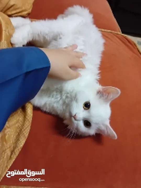 قطة turkish angora