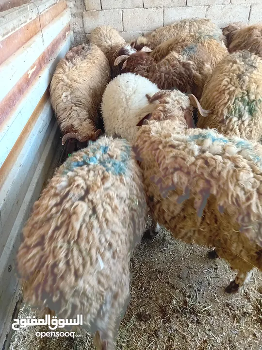 غنم خاروف بلدي
