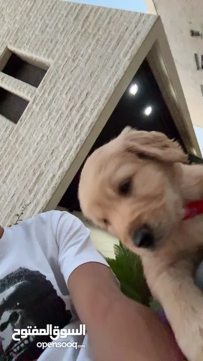 puppy Golden Retriever جرو جولدن رتريفر