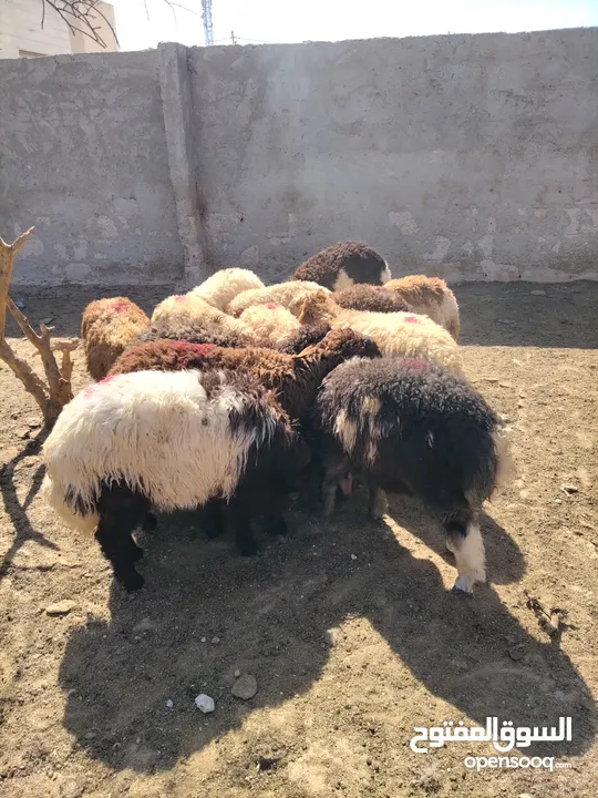 خرفان وعبور