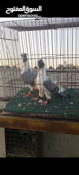 جوز فراخ اسطنابله  زرق وفرخ اسطنبولي احمر حبكين موجودات في الهاشمي الجنوبي