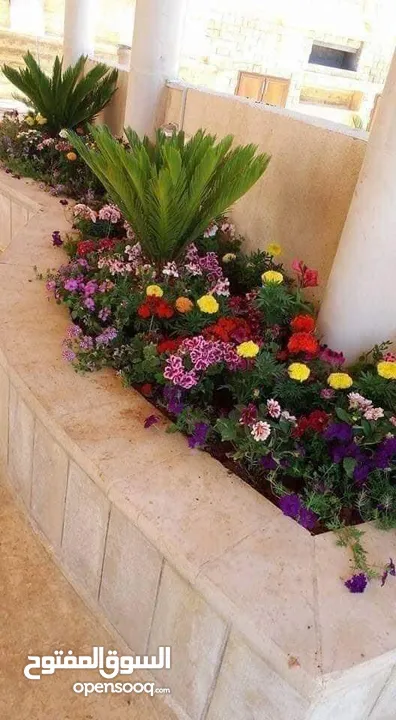 بعد إذن الإدارة  متوفر لدينا شجر زنزلخت الشماسي إيطالي أنثى ارتفاع من 180 سم إلى 250 سم سعر الشجره 6