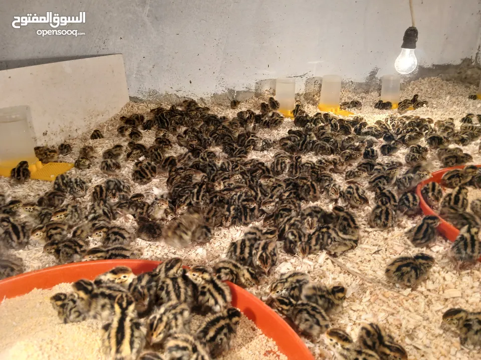 متوفر لدينا صوص فري عمره يومين  متوفر كميات لصحاب المشاريع
