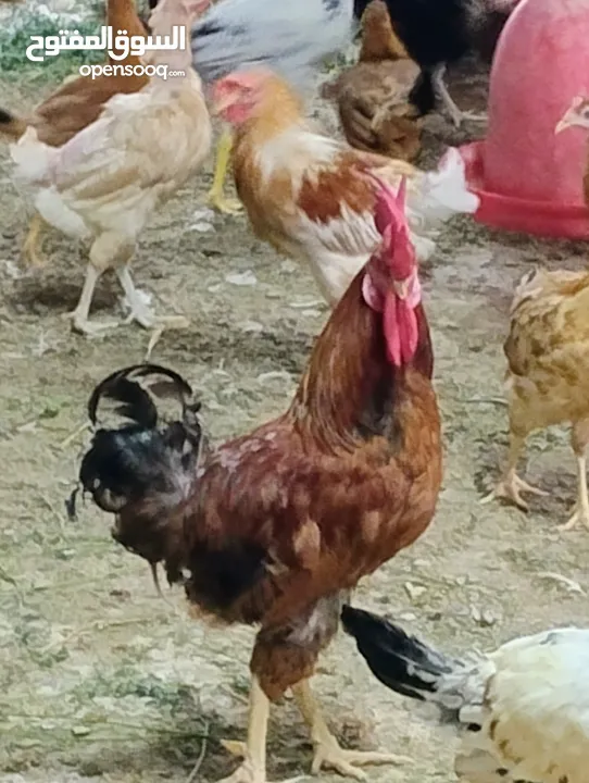 دجاج تهجين عماني فرنسي و كوشن