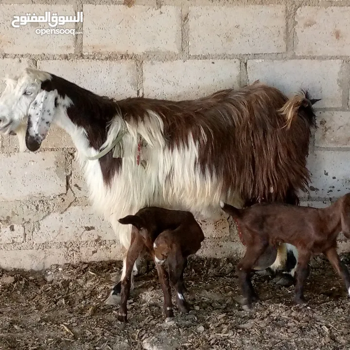 بسم الله ماشاء الله 14 راس غنم من ضمنهم شعريتين وتيس وعنزه وراها توم جدايه