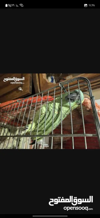 ببغاء امازوني يلوفريند ما شاء الله