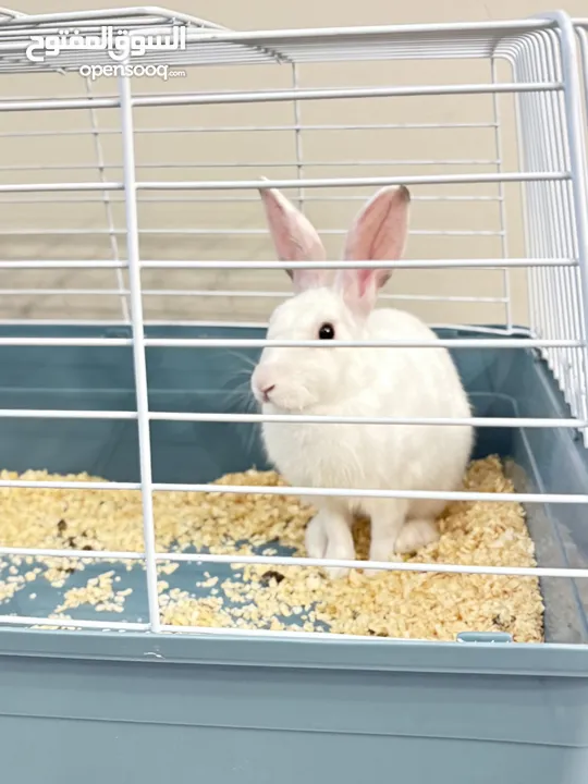 Selling a Dwarf Rex Mix Rabbit