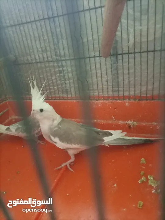 جوزين كوكتيل منهم وايت فيس شغالات فحل ايزابيل والطيرة كريمي جامبو وجوز ايزابيل