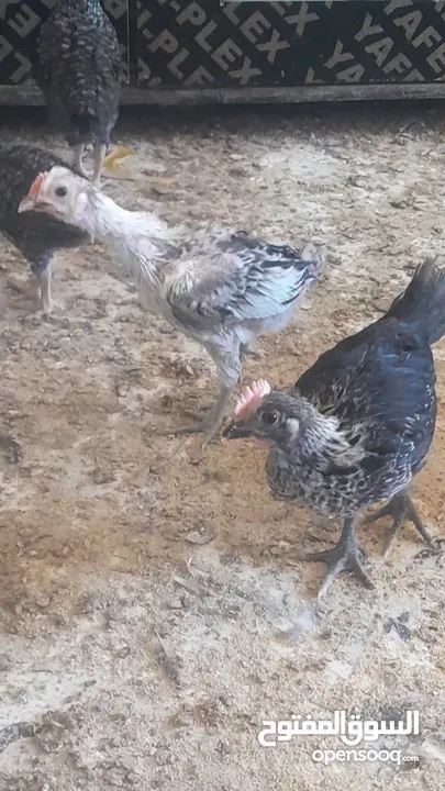 فراخ بلدي لبيع عمر شهر ونص بسعر قليل
