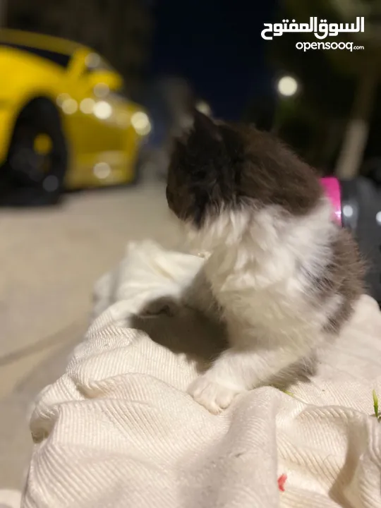 سكوتش مكس راقدول مهجنيين باي كلار