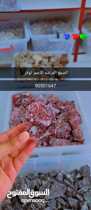 جميع انواع الصمغ متوفر