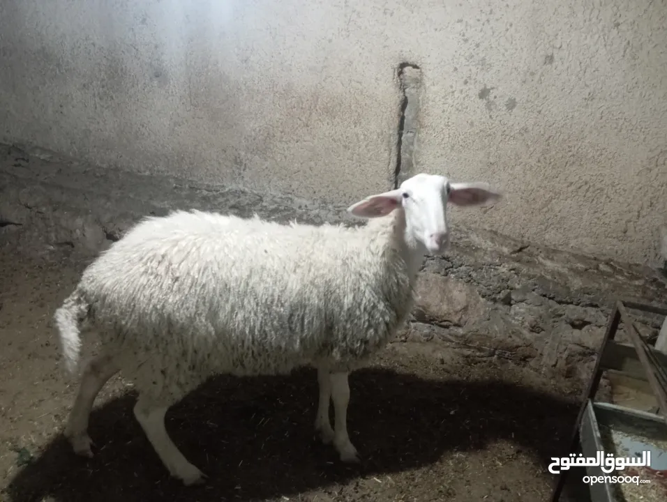 حملة بعمر ثمانين شهور أعشار شهرين ونصف