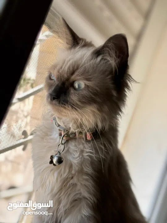 قطة هملايا انثى لتزاوج عمرها سنة
