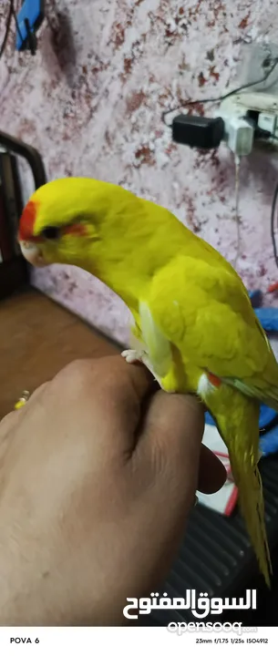 ببغاء كرياكي