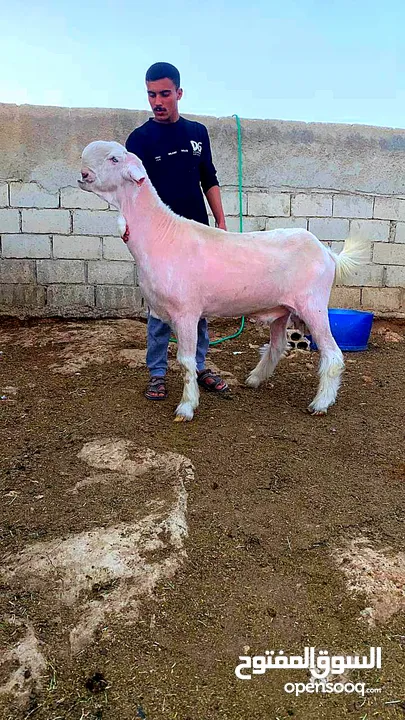 ثني ابرص سلاله مستوى واضح قطعه عاليه نخب أول