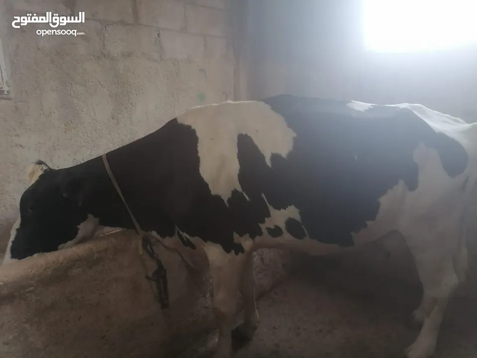 ابقار للببع بسعر مناسب