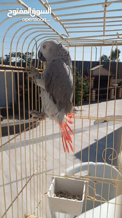 ببغاء كاسكو أليف بغيار مع القفص