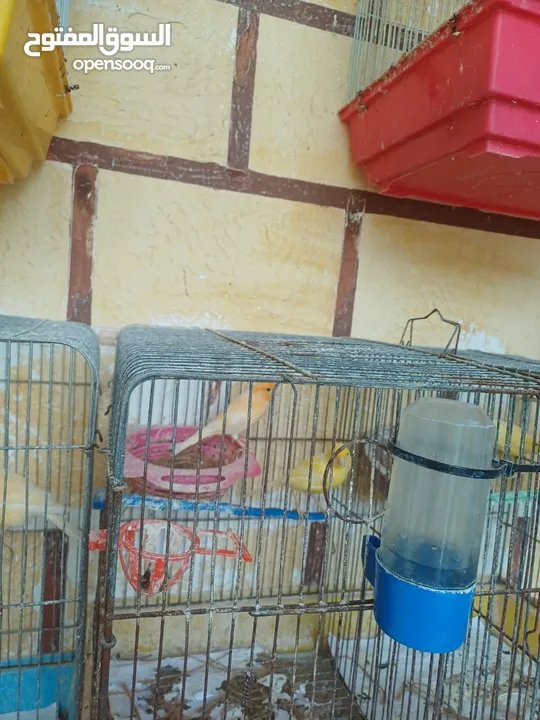 عصافير كنار للبيع جواز جاهزه في  اشي مع بيض واشي مش مع بيض وفي فراخ صغار جواز