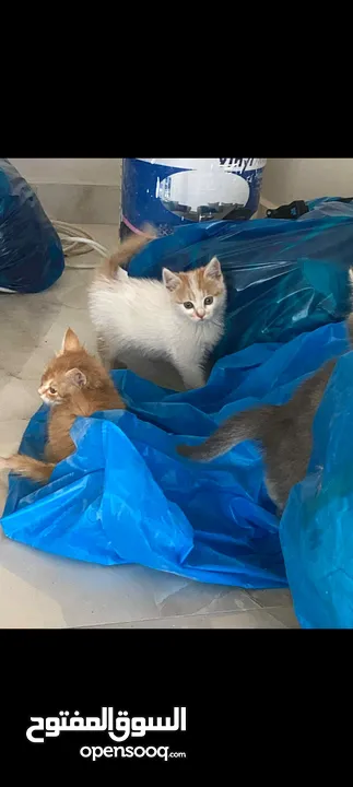بسه صغيرة مرحة ولطيفة عمرها شهرين تبحث عن بيت دافئ بسعر رمزي وقابل للتفاوض