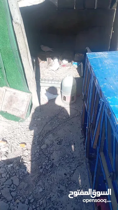 حمام فرنسي بيور لاحم  بسم الله ماشا الله