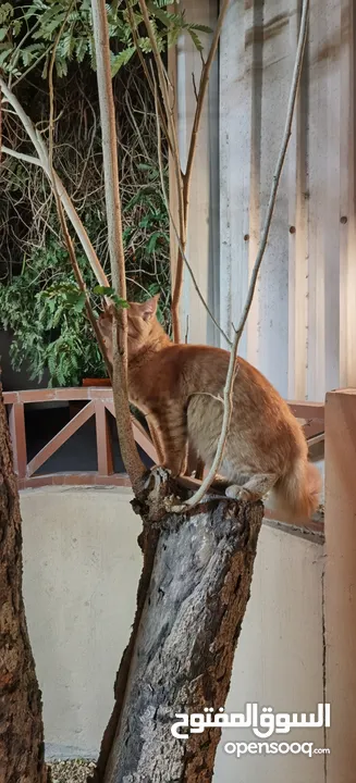 قط شيرازي مفقود في (عين- الدار جدحفص)