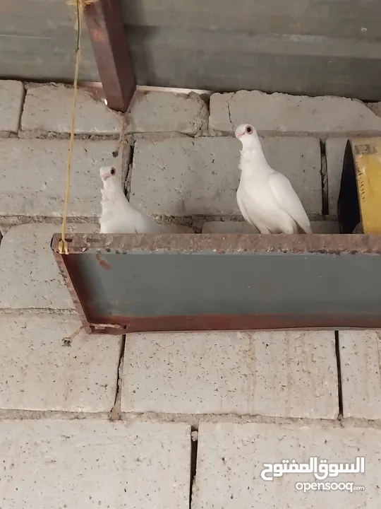 حمام نخب النخب  ثلاث جواز