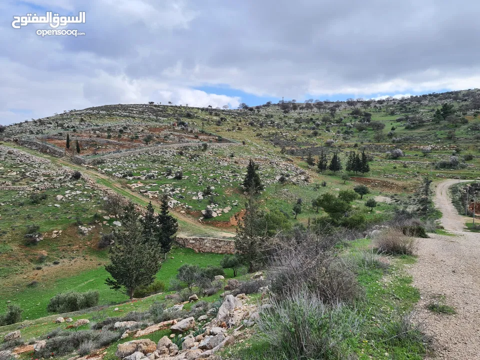 مزرعة في جرش للبيع من المالك مباشرة