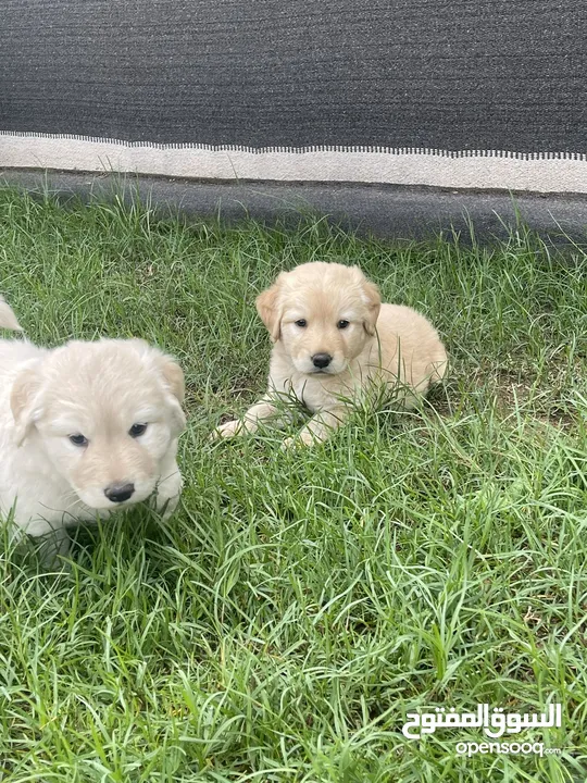 Labrador retriever for adoption