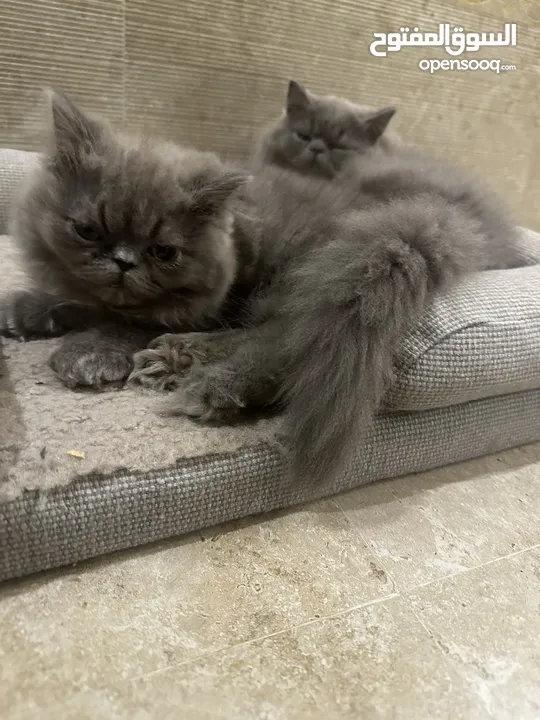 Persian 2 months and a half kittens