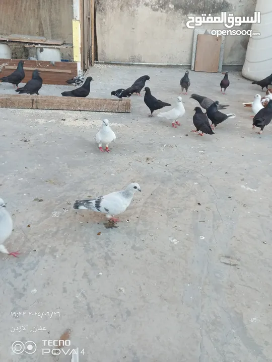 كوم 30 حبة تنضيف سطح جواز فحول طواير فراخ