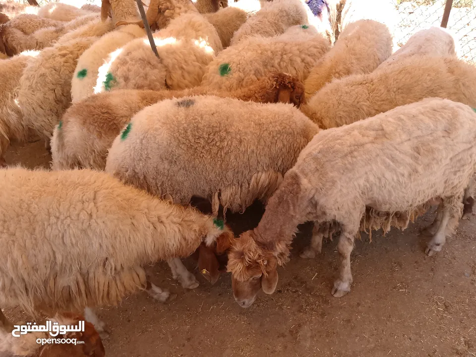نفس الصور بالضبط أضاحي وعقيقه كبش صحراوي  اوزان من 19 ل30 لحم احجز ضحيتك ذبح أو دون ذبح السعر100ل150