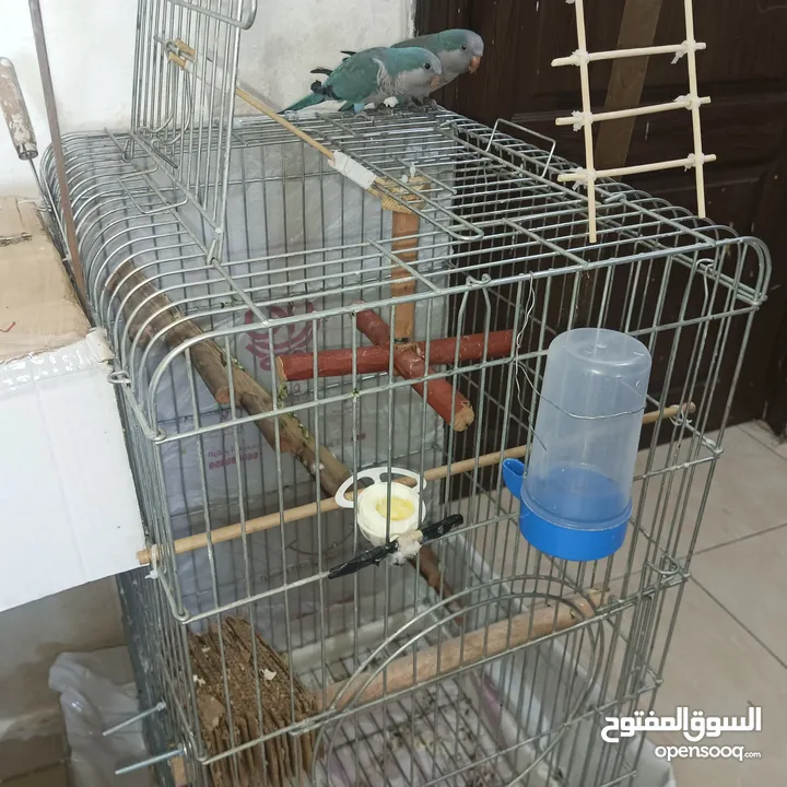 زوج ببغاء كويكر للبيع مع قفص تقريباً 90 سم