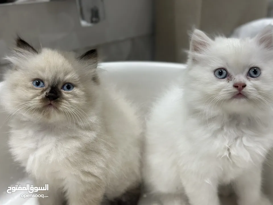 قطط هيمالايا  بريتش للبيع  Himalayan British kittens for sale