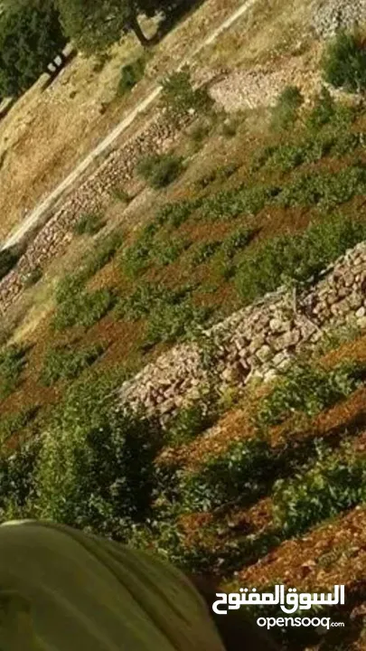 مزرعه مثمرهه فواكه مشكله مردود سنوي من 8 إلى 12 الف