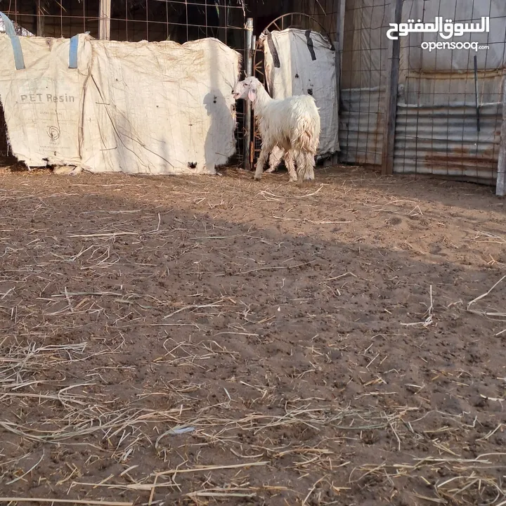 كبش رملي اقرأ الوصف قبل التواصل