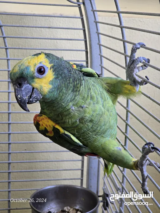 امازون بلو فرنت - Blue Fronted Amazon