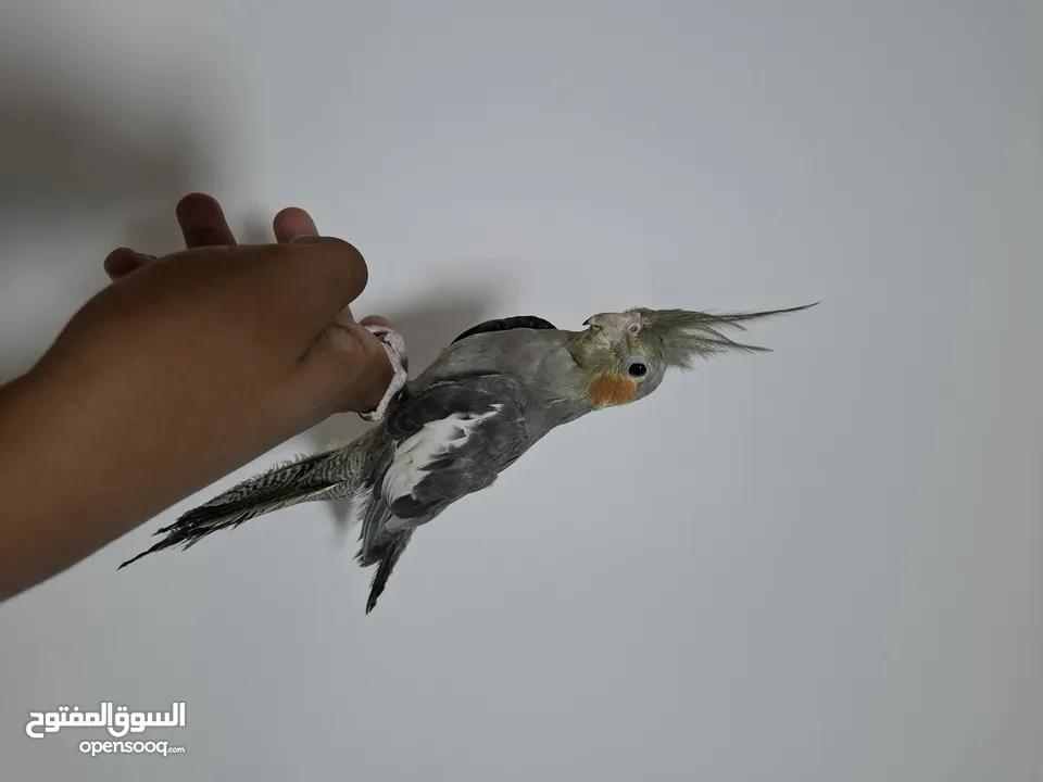 للبيع الكوكتيل عمر شهر 100%  في واتساب