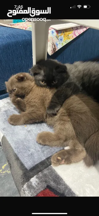 Female Scottish fold kitten