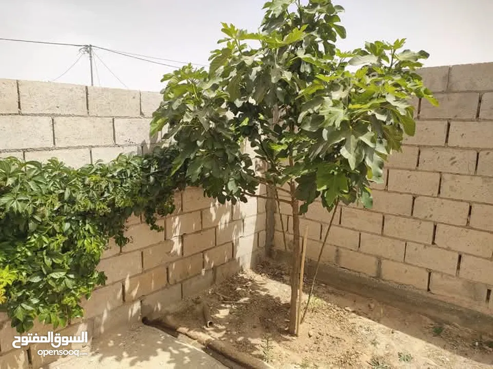 بيت للبيع المفرق ضاحية الملك عبد الله