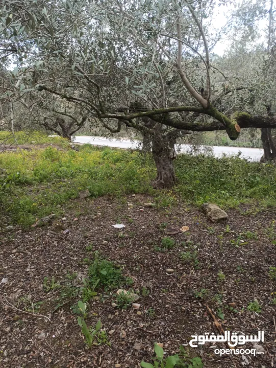 القبة الذهبية اراضي بلعا دير الغصون