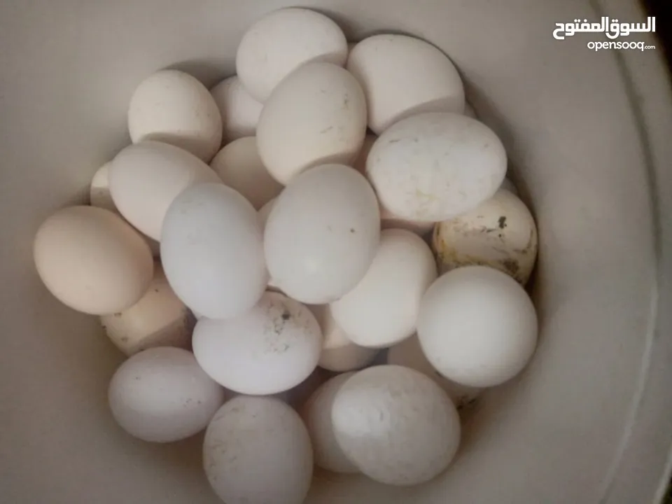 بيض بكستاني مخصب مكفول