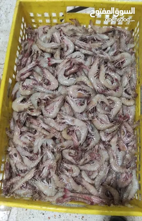 fish and shrimp