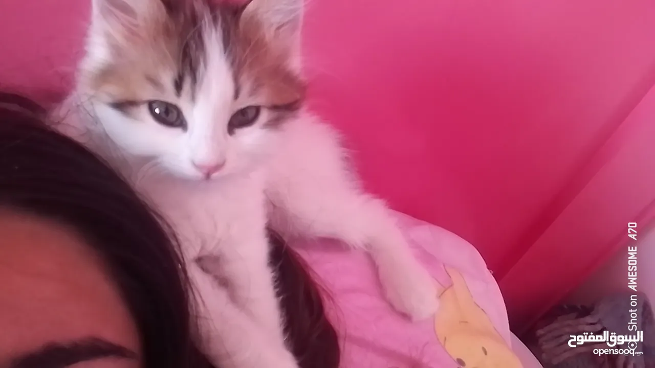 قصه سكره و لوزه أنقذت امهم (ببلي) من شارع لما أهلها ىموها وهيا حامل ولدت عندي وكبرو ولادها عندي