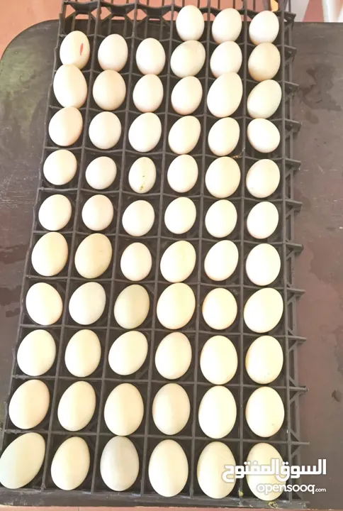 بيض بط عضوي organic Duck eggs