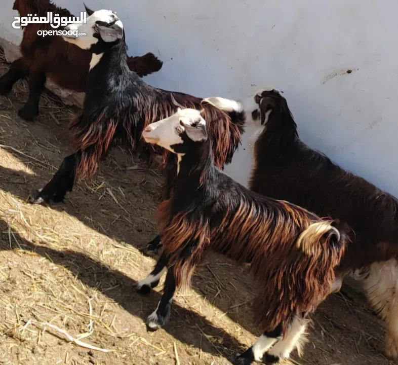 جدي معه سخلات هنتين حلال صحته طيبه حلو حال الي باغي يربي السعر: 35 اخرر ف الرأس بالجمله