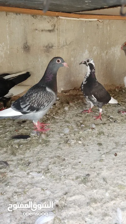 بسم الله والصلاه على رسول الله فحول طيور حمام وجواز للبيع
